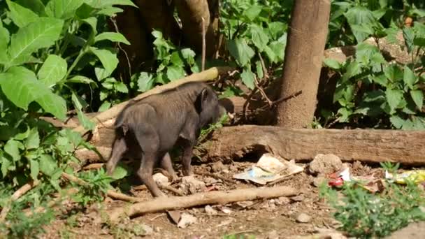 小猪在村子里散步 — 图库视频影像