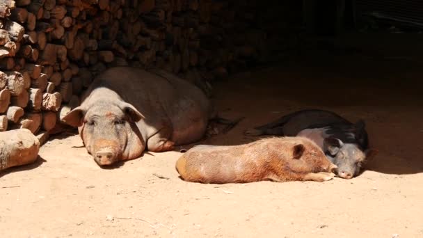 Cerdos Descansando Sombra Pueblo Norte Tailandia Asia — Vídeos de Stock