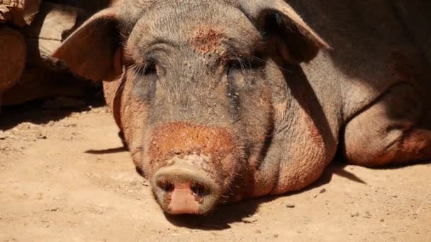 Cerca Gran Cerdo Tendido Sol Norte Tailandia Asia — Vídeo de stock