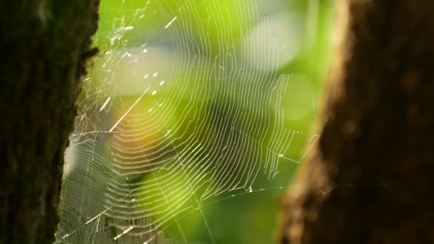 Spider Web Forest North Thailand Asia — Stok Video