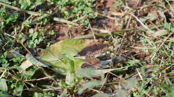 Papillon brun dans la forêt en Thaïlande du Nord, Asie