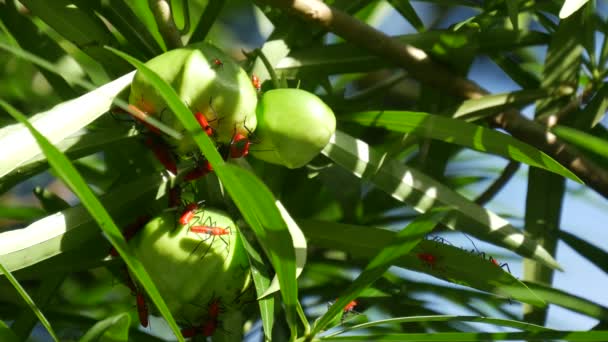 タイ北部の熱帯雨林の緑の果実に赤い昆虫 — ストック動画