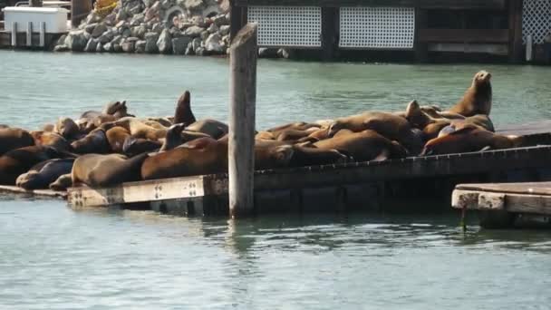 Försegla Lejon Vid Pir San Francisco — Stockvideo