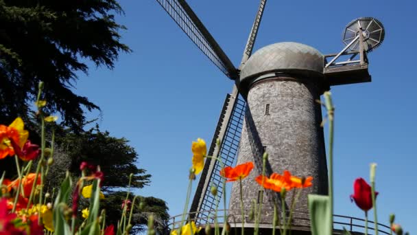 Moulin Vent Hollandais Avec Tulipes Extrémité Ouest Golden Gate Park — Video