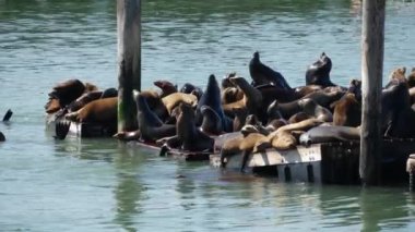 39. İskelede deniz aslanları var.