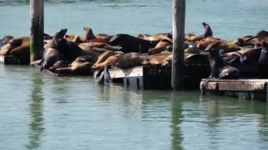 İki Deniz Aslanı 39. rıhtımda bir yer için savaşıyor.