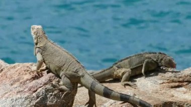 İki kertenkele Aruba kayalıklarında birbirlerine tepki veriyorlar.