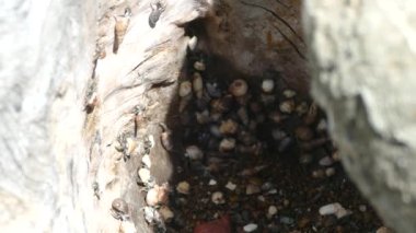 Münzevi yengeçler Montezuma Kosta Rika 'daki kayalıklardan ağaca tırmanıyor.