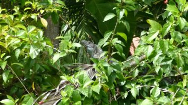 Montezuma Kosta Rika 'dan ormana bakan bir kertenkele.