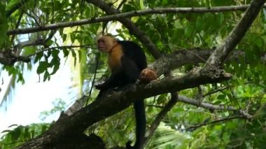 Capuchin maymunu Montezuma Kosta Rika 'da hindistan cevizinden yiyor.