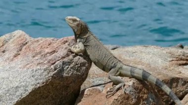 Çok fazla titreme / kötü kalite