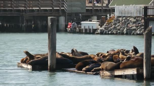 旧金山39号码头的海豹狮子 — 图库视频影像