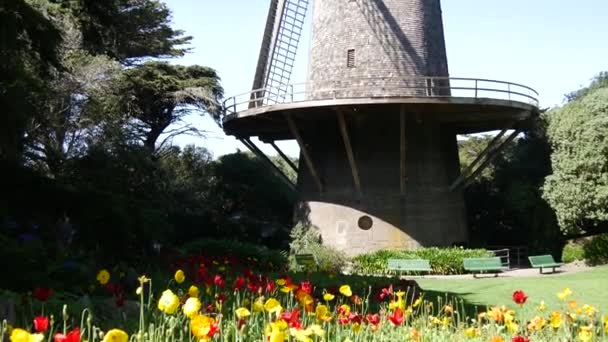 Sklon Tulipánů Holandskému Větrnému Mlýnu Západním Okraji Parku Golden Gate — Stock video