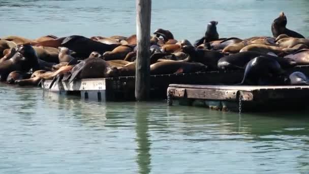 39号码头的海狮 — 图库视频影像