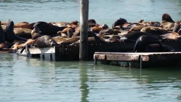 Leones Marinos Muelle — Vídeo de stock