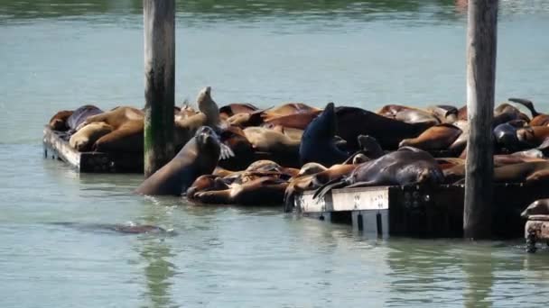 Skelede Deniz Aslanları Var — Stok video