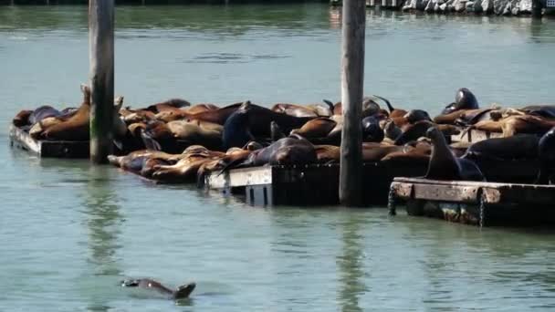 Seelöwen Auf Pier — Stockvideo