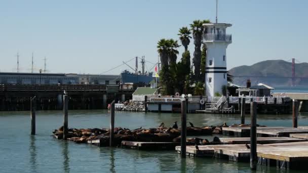 Seelöwen Auf Pier — Stockvideo