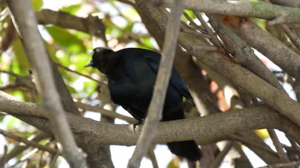 Чорний Птах Пирога Дереві — стокове відео