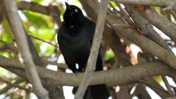 Burung Hitam Brewer Membuat Suara — Stok Video