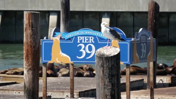 旧金山39号码头的海鸥以海狮为背景 — 图库视频影像