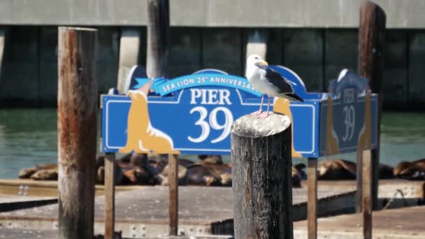 旧金山39号码头的海鸥以海狮为背景 — 图库视频影像