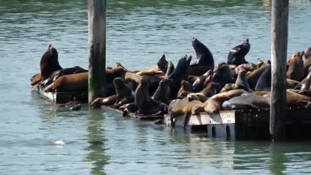 Seelöwen Auf Pier — Stockvideo