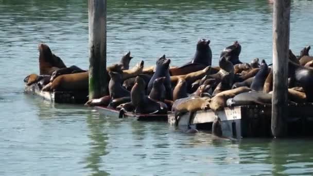39号码头的海狮 — 图库视频影像