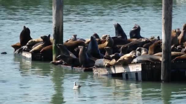 Leões Marinhos Cais — Vídeo de Stock