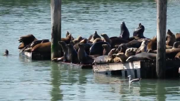 Seelöwen Auf Pier — Stockvideo