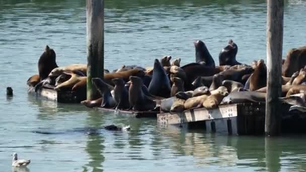 Seelöwen Auf Pier — Stockvideo