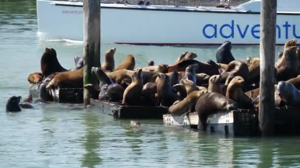 Leões Marinhos Cais Com Barco Vela Aventura Gato Fundo — Vídeo de Stock