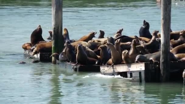 Seelöwen Auf Pier — Stockvideo