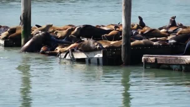 两只海狮在39号码头争夺一席之地 — 图库视频影像