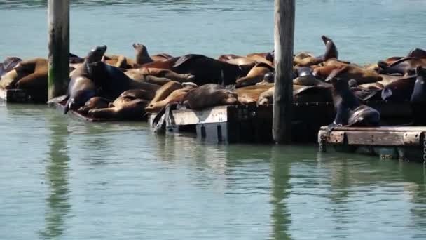 Zwei Seelöwen Kämpfen Einen Platz Pier — Stockvideo