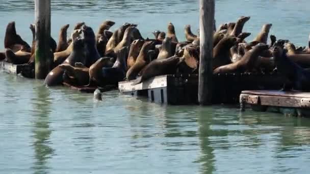 Otaries Très Actives Sur Quai — Video