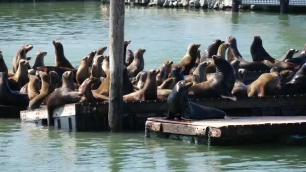 Iskelede Deniz Aslanları Çok Aktiftir — Stok video