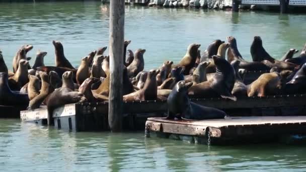 Leones Marinos Muy Activos Muelle — Vídeos de Stock