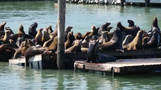 Leões Marinhos Muito Activos Cais — Vídeo de Stock