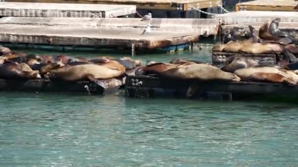 Морські Леви Пірсі — стокове відео