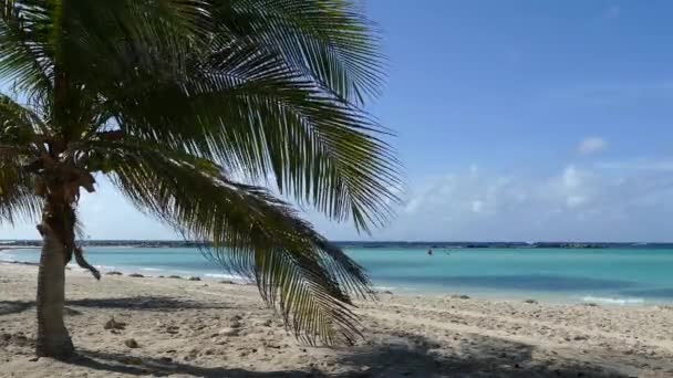 Palmtree Baby Beach Aruba — Stock Video