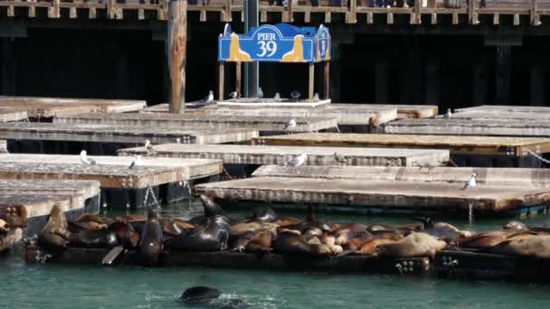 Seelöwen Auf Pier — Stockvideo