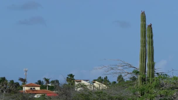 Lokale Häuser Und Ein Kaktus Auf Nord Aruba — Stockvideo