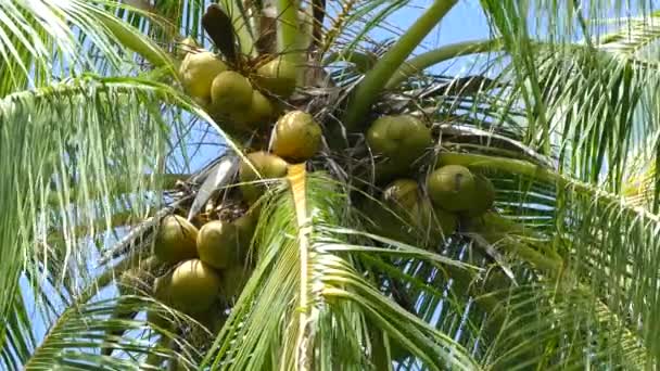 Coconuts Palmtree Beach Montezuma Costa Rica — Stock Video