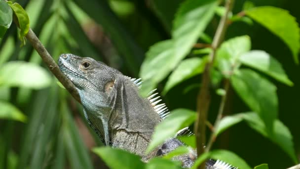 Zblízka Ještěrky Rozhlížející Lese Montezuma Costa Rica — Stock video