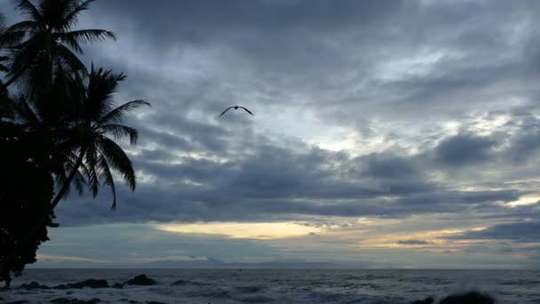 在哥斯达黎加蒙特苏马 在多云的日出时分 鹈鹕从上空飞过 — 图库视频影像