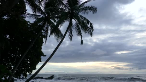 Montezuma Kosta Rika Palmiye Ağaçları Kayalar — Stok video
