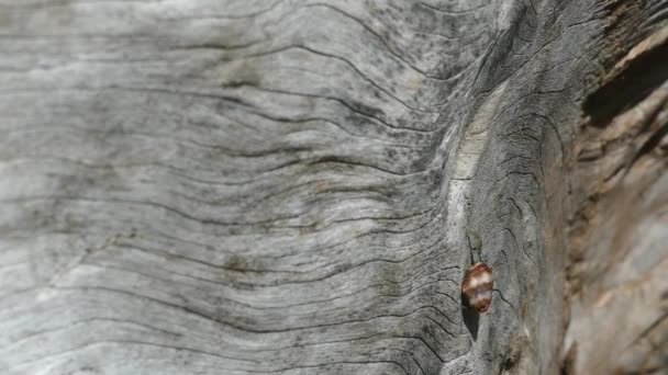 Caranguejo Eremita Movendo Uma Árvore Montezuma Costa Rica — Vídeo de Stock