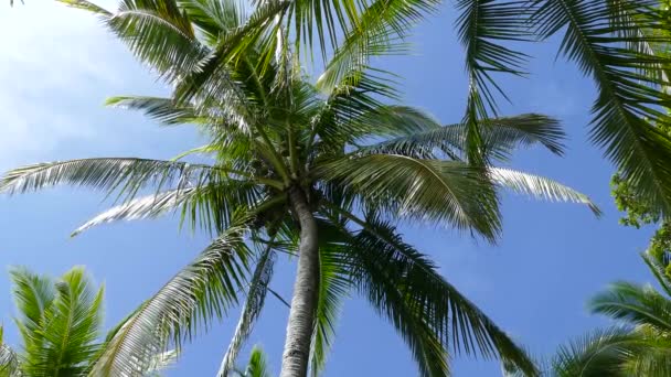 Montezuma Kosta Rika Bir Palmtree Ile Tatil Hissi — Stok video