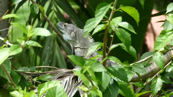 Lagarto Mirando Alrededor Del Bosque Desde Montezuma Costa Rica — Vídeo de stock